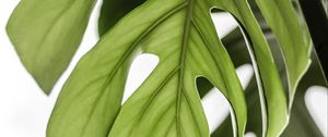 Preview wallpaper monstera, leaf, green, plant