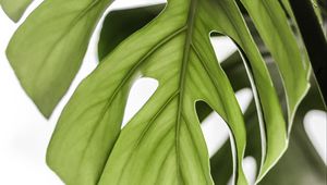 Preview wallpaper monstera, leaf, green, plant