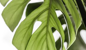 Preview wallpaper monstera, leaf, green, plant