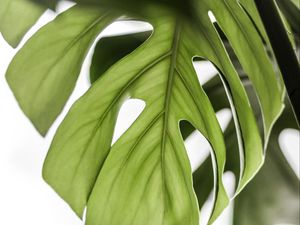 Preview wallpaper monstera, leaf, green, plant