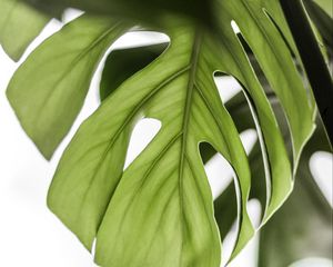 Preview wallpaper monstera, leaf, green, plant