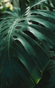 Preview wallpaper monstera, leaf, green, plant