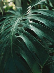 Preview wallpaper monstera, leaf, green, plant