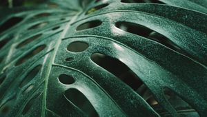 Preview wallpaper monstera, leaf, green, plant