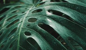 Preview wallpaper monstera, leaf, green, plant