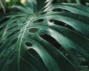 Preview wallpaper monstera, leaf, green, plant