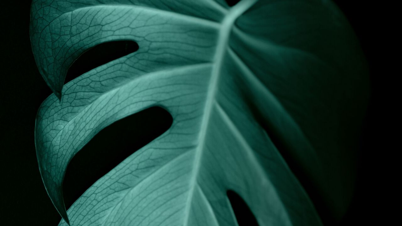 Wallpaper monstera, leaf, macro, veins, plant