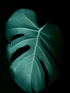 Preview wallpaper monstera, leaf, macro, veins, plant