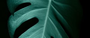 Preview wallpaper monstera, leaf, macro, veins, plant