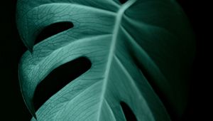 Preview wallpaper monstera, leaf, macro, veins, plant