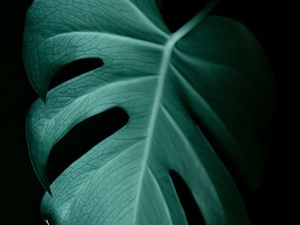 Preview wallpaper monstera, leaf, macro, veins, plant