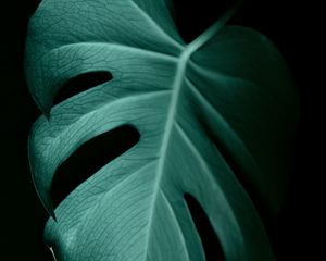 Preview wallpaper monstera, leaf, macro, veins, plant