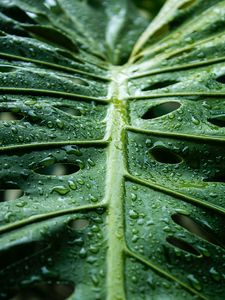 Preview wallpaper monstera, leaf, macro, drops, water