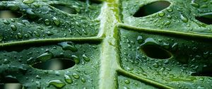 Preview wallpaper monstera, leaf, macro, drops, water