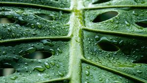 Preview wallpaper monstera, leaf, macro, drops, water