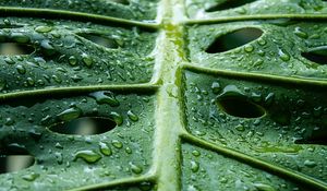 Preview wallpaper monstera, leaf, macro, drops, water