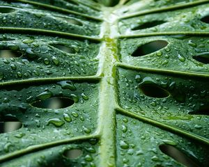 Preview wallpaper monstera, leaf, macro, drops, water