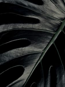 Preview wallpaper monstera, leaf, macro, dark, plant