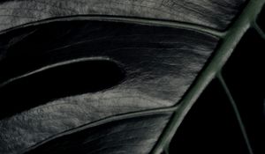 Preview wallpaper monstera, leaf, macro, dark, plant