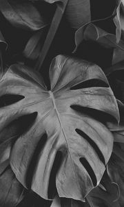 Preview wallpaper monstera, leaves, bw, plant