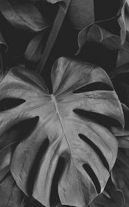 Preview wallpaper monstera, leaves, bw, plant