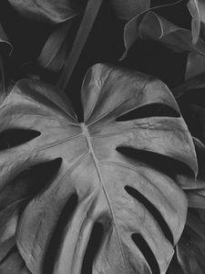 Preview wallpaper monstera, leaves, bw, plant