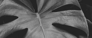 Preview wallpaper monstera, leaves, bw, plant