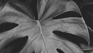 Preview wallpaper monstera, leaves, bw, plant