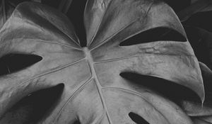 Preview wallpaper monstera, leaves, bw, plant