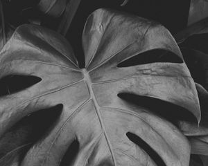 Preview wallpaper monstera, leaves, bw, plant