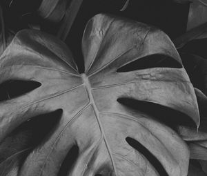 Preview wallpaper monstera, leaves, bw, plant