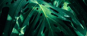 Preview wallpaper monstera, leaves, green, plant