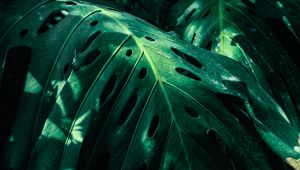 Preview wallpaper monstera, leaves, green, plant