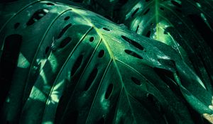 Preview wallpaper monstera, leaves, green, plant