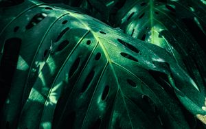 Preview wallpaper monstera, leaves, green, plant