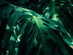Preview wallpaper monstera, leaves, green, plant