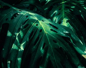 Preview wallpaper monstera, leaves, green, plant