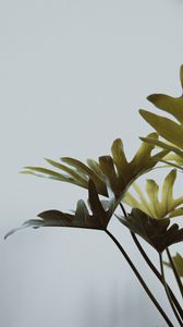 Preview wallpaper monstera, leaves, houseplant, flowers