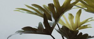 Preview wallpaper monstera, leaves, houseplant, flowers