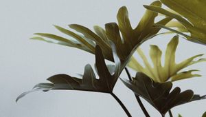 Preview wallpaper monstera, leaves, houseplant, flowers