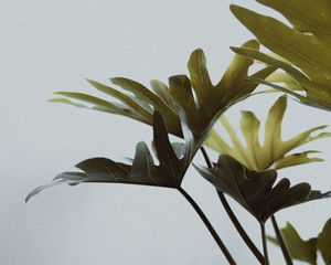 Preview wallpaper monstera, leaves, houseplant, flowers