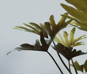 Preview wallpaper monstera, leaves, houseplant, flowers