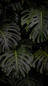 Preview wallpaper monstera, leaves, plant, green