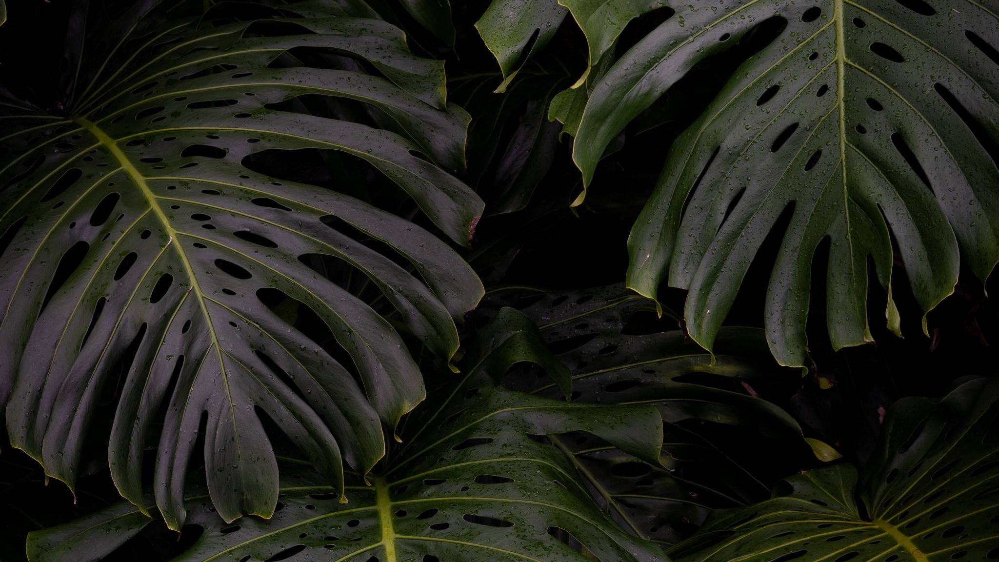 Download wallpaper 2048x1152 monstera, leaves, plant, green ultrawide