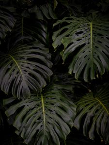 Preview wallpaper monstera, leaves, plant, green