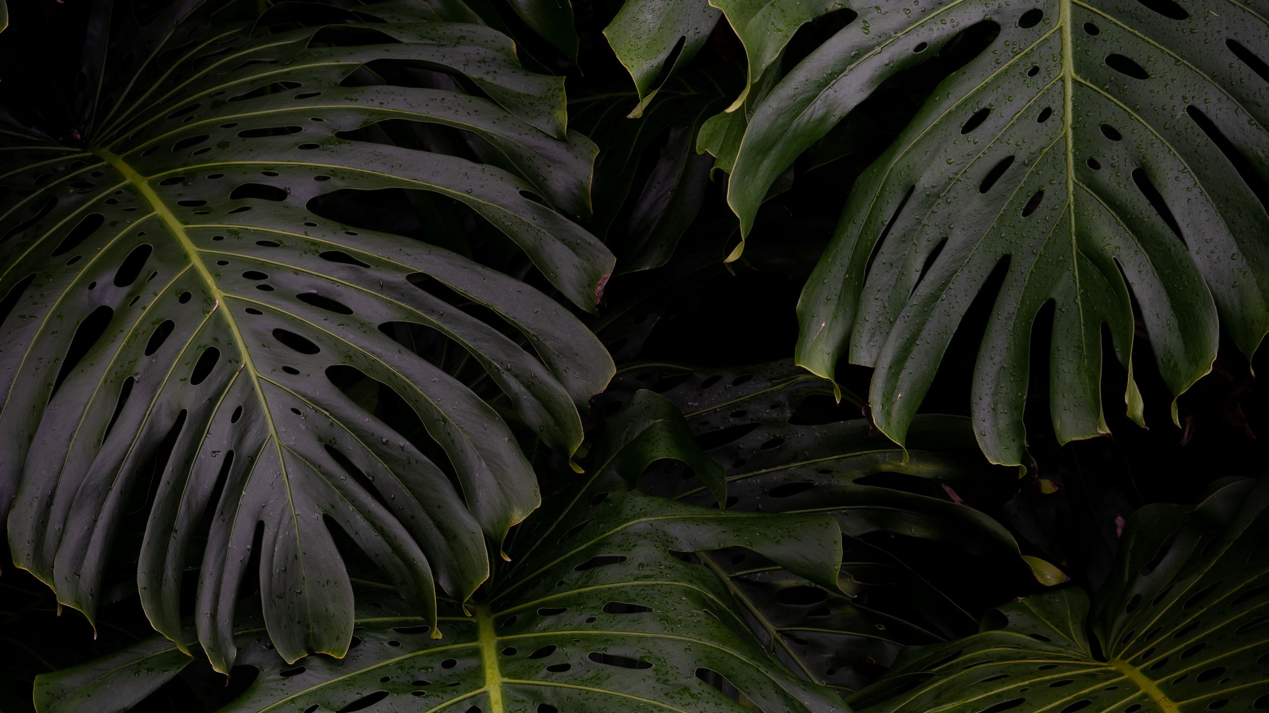 Monstera leaves: Lá cây Monstera không chỉ mang lại vẻ đẹp thiên nhiên sống động mà còn tạo nên sự tươi mới và hiện đại cho không gian sống. Đem lại cảm giác đơn giản nhưng thanh lịch, hãy xem ảnh và cân nhắc việc đưa giống cây này vào ngôi nhà của bạn. 