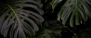 Preview wallpaper monstera, leaves, plant, green