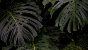 Preview wallpaper monstera, leaves, plant, green