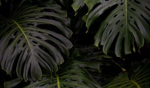 Preview wallpaper monstera, leaves, plant, green