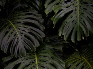 Preview wallpaper monstera, leaves, plant, green